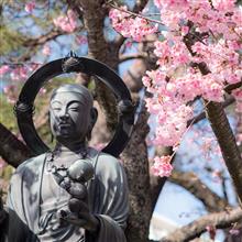 安行桜と密蔵院