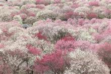 春のパトール開始のお知らせ☆いなべ農業公園の梅園