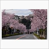 近所の桜も満開