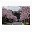 近所の桜も満開