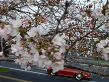 桜はまだかいな！三角窓です。