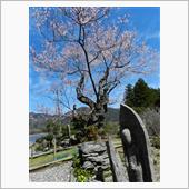 松阪・春谷寺のエドヒガン桜