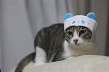 パンダ　ももちゃん