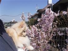 まるちゃん花見に行く まるちゃん花見に行く