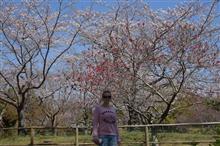 お花見