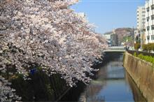 桜散歩