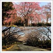 桜を愛でるWeek Part ...