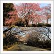 桜を愛でるWeek Part.1