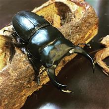クワガタ クワガタ
