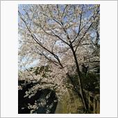 2018年桜満開