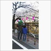 都内花見ドライブ