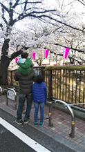 都内花見ドライブ