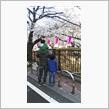都内花見ドライブ