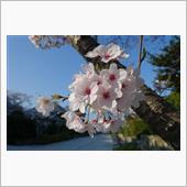 満開の桜を見て🌸