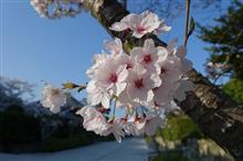 満開の桜を見て🌸