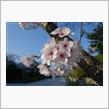 満開の桜を見て🌸