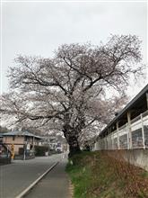 花見散歩 花見散歩