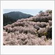 ゆうかの里の枝垂れ桜