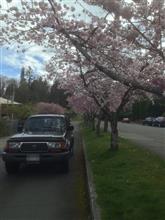 almost full bloom