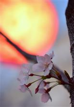　月夜の 寂しげな妖艶 桜 (^_^;)