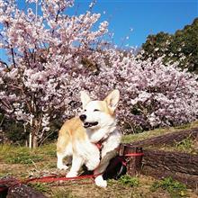 桜。。今年も綺麗やね 