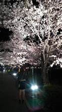 夜桜