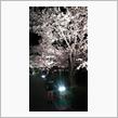 夜桜