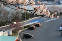 今年の桜は・・・（2018）