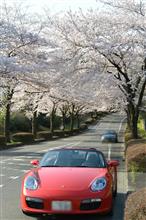 近所で早朝花見