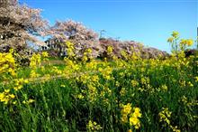 桜と菜の花と故障？