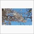 近くの公園で花見