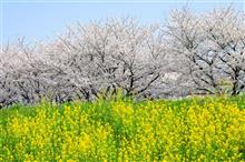 桜の季節2018 