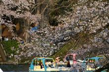 大人の散歩~井の頭公園と国立駅前にてお花見 編~(*'▽') 大人の散歩~井の頭公園と国立駅前にてお花見 編~(*'▽')