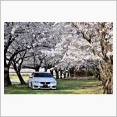 秩父へ桜三昧ドライブ