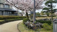 お花見サイクリング