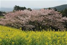 諫早 白木峰高原 菜の花＆桜☆彡