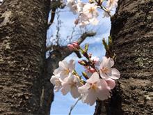 年度跨ぎキャンプはお花見キャンプ 年度跨ぎキャンプはお花見キャンプ