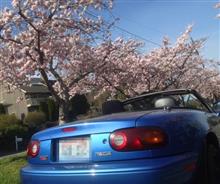 peak bloom