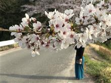 桜開花の一週間・・・な話 桜開花の一週間・・・な話