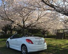 今年最後の？花見＆ツーリング