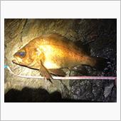 桜満開、春告魚