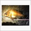 桜満開、春告魚