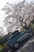 わんこと桜 