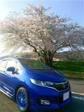 桜と秘境