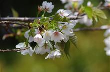 桜を撮影してみた