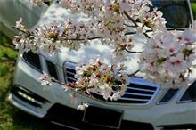 🚗🌸愛車と桜撮影オフ🌸🚗 🚗🌸愛車と桜撮影オフ🌸🚗