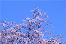 今日は1日桜三昧!🌸 今日は1日桜三昧!🌸
