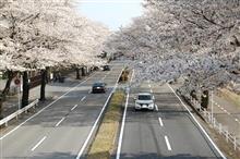 栃木の桜・・・見頃でした。 栃木の桜・・・見頃でした。