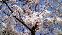 タイヤ交換とか桜とか