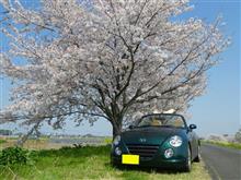 お花見兼お茶会に行ってきた！